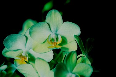 Phalaenopsis Orchid Flower Seeds for your choose NF564xT7