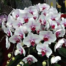 Phalaenopsis Orchid Flower Seeds for your choose NF564xT8
