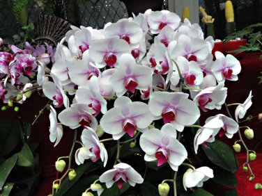 Phalaenopsis Orchid Flower Seeds for your choose NF564xT8