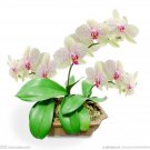 Phalaenopsis Orchid Flower Seeds for your choose NF564xT9