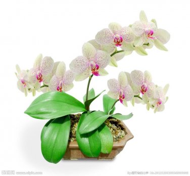 Phalaenopsis Orchid Flower Seeds for your choose NF564xT9