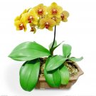 Phalaenopsis Orchid Flower Seeds for your choose NF564xT10