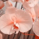 Phalaenopsis Orchid Flower Seeds for your choose NF564xT11