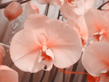 Phalaenopsis Orchid Flower Seeds for your choose NF564xT11