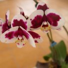Phalaenopsis Orchid Flower Seeds for your choose NF564xT12