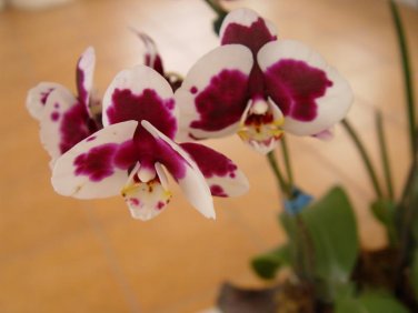 Phalaenopsis Orchid Flower Seeds for your choose NF564xT12