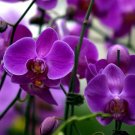 Phalaenopsis Orchid Flower Seeds for your choose NF564xT13