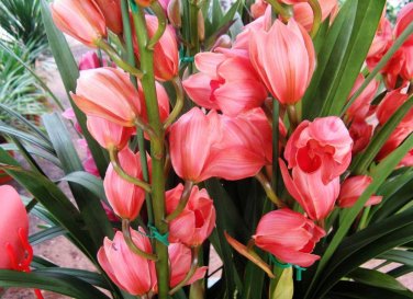 Phalaenopsis Orchid Flower Seeds for your choose NF564xT14