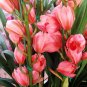 Phalaenopsis Orchid Flower Seeds for your choose NF564xT14
