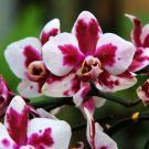 Phalaenopsis Orchid Flower Seeds for your choose NF564xT15