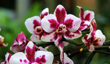 Phalaenopsis Orchid Flower Seeds for your choose NF564xT15