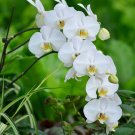 Phalaenopsis Orchid Flower Seeds for your choose NF564xT17