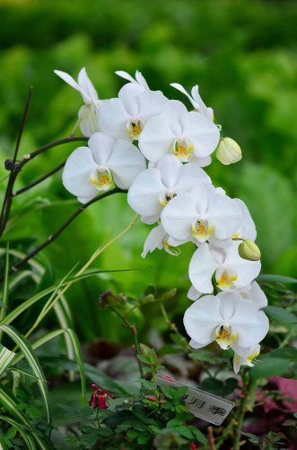 Phalaenopsis Orchid Flower Seeds for your choose NF564xT17