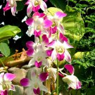 Phalaenopsis Orchid Flower Seeds for your choose NF564xT19