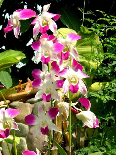 Phalaenopsis Orchid Flower Seeds for your choose NF564xT19