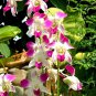 Phalaenopsis Orchid Flower Seeds for your choose NF564xT19