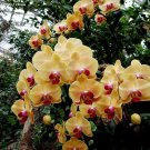 Phalaenopsis Orchid Flower Seeds for your choose NF564xT20