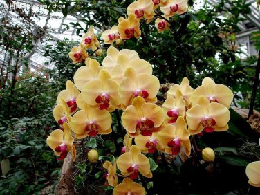 Phalaenopsis Orchid Flower Seeds for your choose NF564xT20