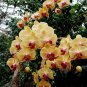 Phalaenopsis Orchid Flower Seeds for your choose NF564xT20
