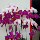 Phalaenopsis Orchid Flower Seeds for your choose NF564xT22