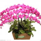Phalaenopsis Orchid Flower Seeds for your choose NF564xT24