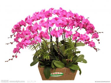 Phalaenopsis Orchid Flower Seeds for your choose NF564xT24