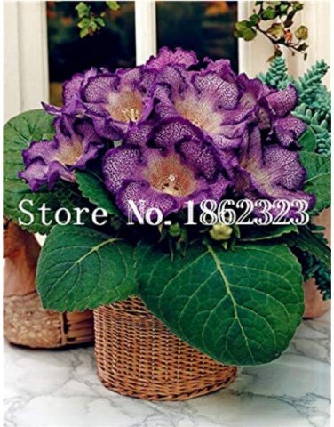 100 pcs/Bag Gloxinia Plant, Seed sinningia Gloxinia
