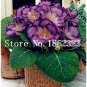 100 pcs/Bag Gloxinia Plant, Seed sinningia Gloxinia
