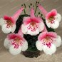 Gloxinia Bonsai Sinningia Gloxinia Flower DIY Plant 100PCS