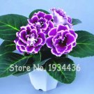 200 Pcs Perennial Sinningia Gloxinia DL611CxT2
