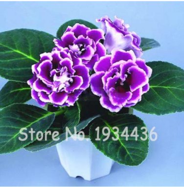 200 Pcs Perennial Sinningia Gloxinia DL611CxT2