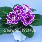 200 Pcs Perennial Sinningia Gloxinia DL611CxT2