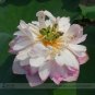 White Pink Double Wrinkled Nelumbo Nucifera Lotus Flower 1 Seeds