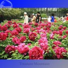 Giant Dark Red Peony Double Flowers 5 seeds