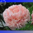 Purely Pink Salmon Peony Tree big blooming double petals 5 seeds