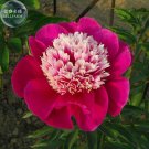 Peony Dark Red 2-layer Petals Pink Ball Flower Seeds 5 seeds