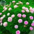 Peony Light Pink Compact Big Blooms Tree Seeds 5 seeds