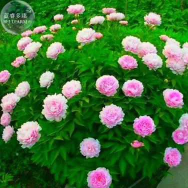 Peony Light Pink Compact Big Blooms Tree Seeds 5 seeds