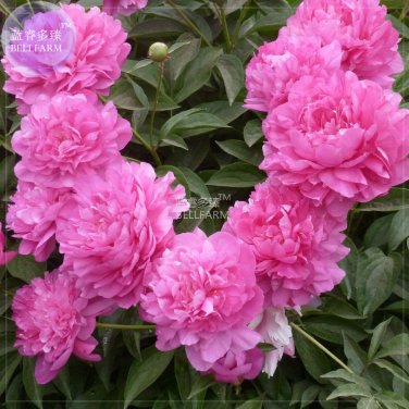 Peony Fully Pink Big Blooms Tree New Seeds 5 seeds