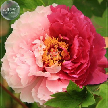 Peony Light Pink & Dark Red Flower Seeds 5 seeds