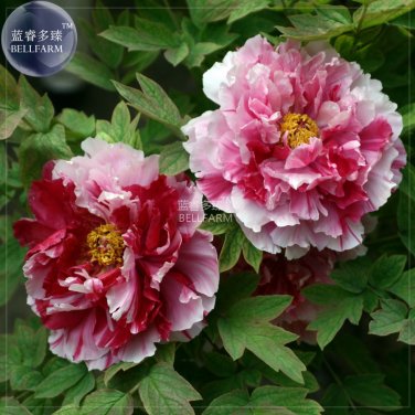 Peony Pink Petals with Dark Red Stripe Perennal Flower Seeds 5 seeds