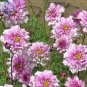 Cosmos Coreopsis Double Petals Dark Red White Pink Hybrid Mix Flower 50 seed