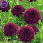 Cosmos Coreopsis Double Petals Dark Red White Pink Hybrid Mix Flower 50 seed