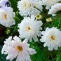 Cosmos Coreopsis Double Petals Dark Red White Pink Hybrid Mix Flower 50 seed