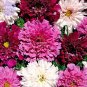 Cosmos Coreopsis Double Petals Dark Red White Pink Hybrid Mix Flower 50 seed