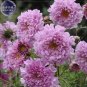 Cosmos Coreopsis Double Petals Dark Red White Pink Hybrid Mix Flower 50 seed