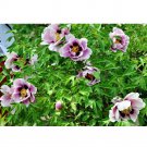 Black Pur' Peony Flower Pale White to Light Purple to Black Double Petals 5 seeds