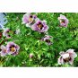 Black Pur' Peony Flower Pale White to Light Purple to Black Double Petals 5 seeds