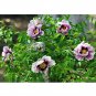 Black Pur' Peony Flower Pale White to Light Purple to Black Double Petals 5 seeds
