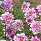 Cosmos Bipinnatus Double Bonbon Rose Pink Bicolour Perennial Flowers 50 Seeds